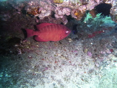 Heteropriacanthus fulgens