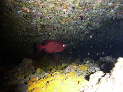 Heteropriacanthus fulgens