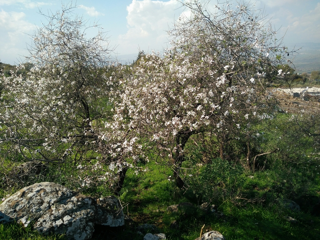 Prunus korshinskyi