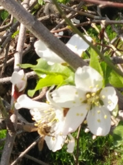 Prunus korshinskyi