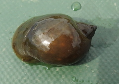 Ampullaceana balthica