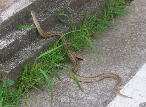 Small-banded Kukri Snake