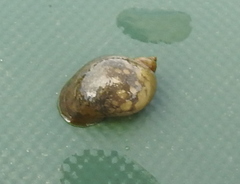 Ampullaceana balthica