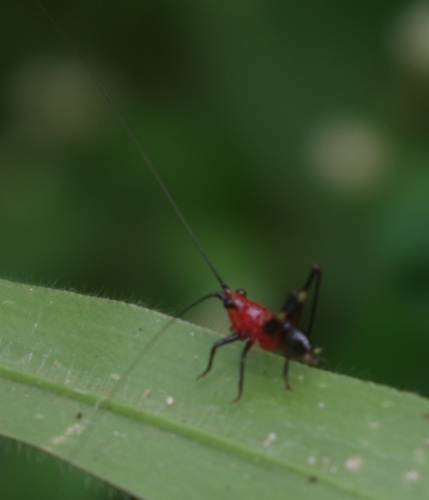 Black-kneed Meadow Katydid