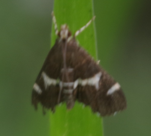 Hawaiian Beet Webworm Moth