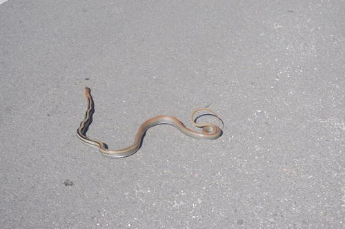 Copperhead Rat Snake
