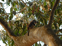 Hypnelus ruficollis