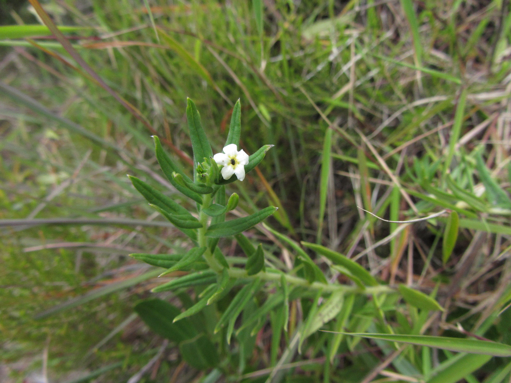 Lithospermum afromontanum