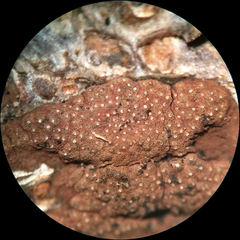 Hypoxylon perforatum