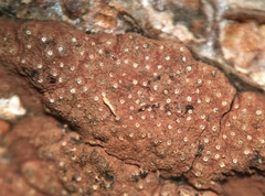 Hypoxylon perforatum