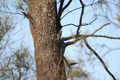 White-browed Treecreeper (Climacteris affinis)