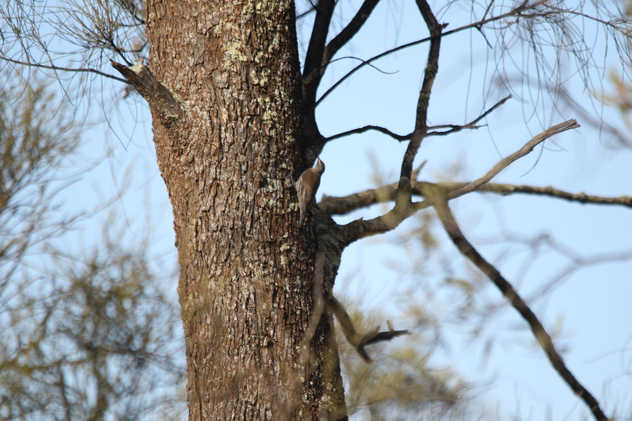 White-browed Treecreeper (Climacteris affinis), photo 2