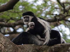 Colobus guereza gallarum