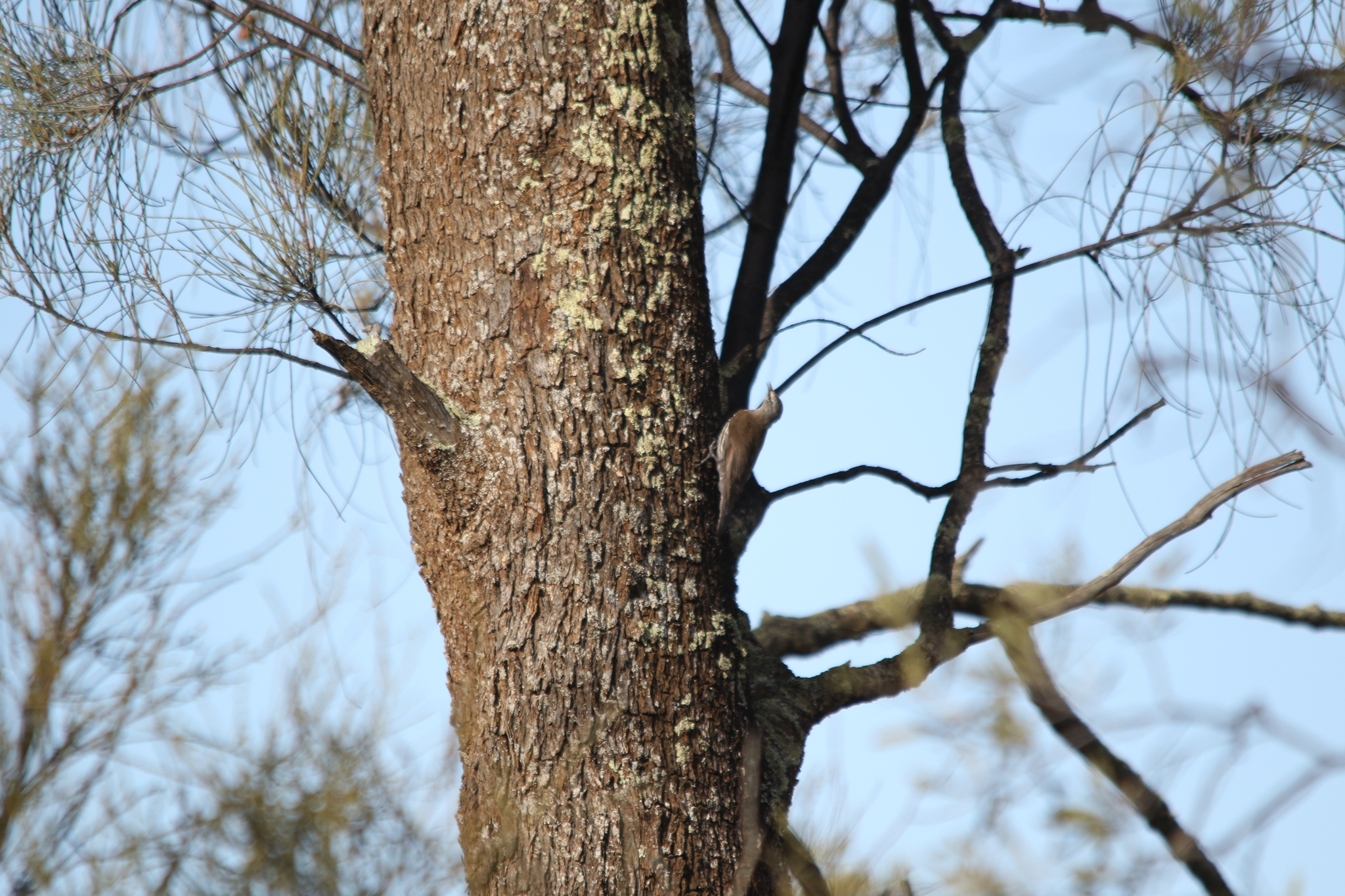 White-browed Treecreeper (Climacteris affinis), photo 6