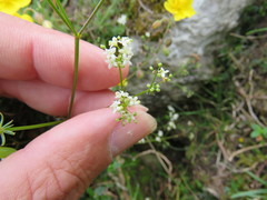 Galium sterneri