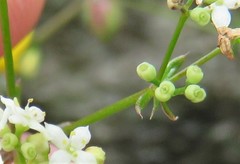 Galium sterneri