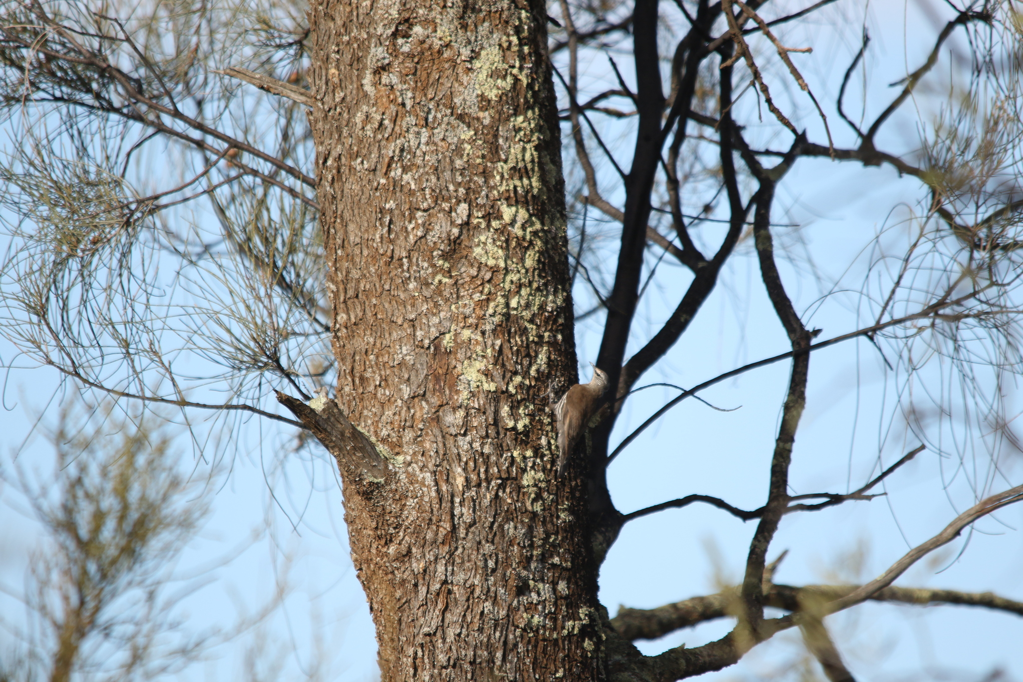 White-browed Treecreeper (Climacteris affinis), photo 5