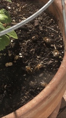 Apis mellifera