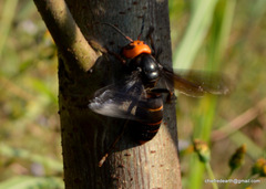 Vespa mandarinia