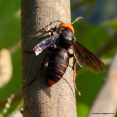 Vespa mandarinia