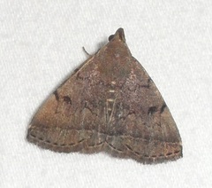 Zanclognatha dentata