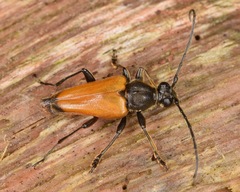 Trigonarthris atrata