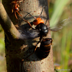 Vespa mandarinia