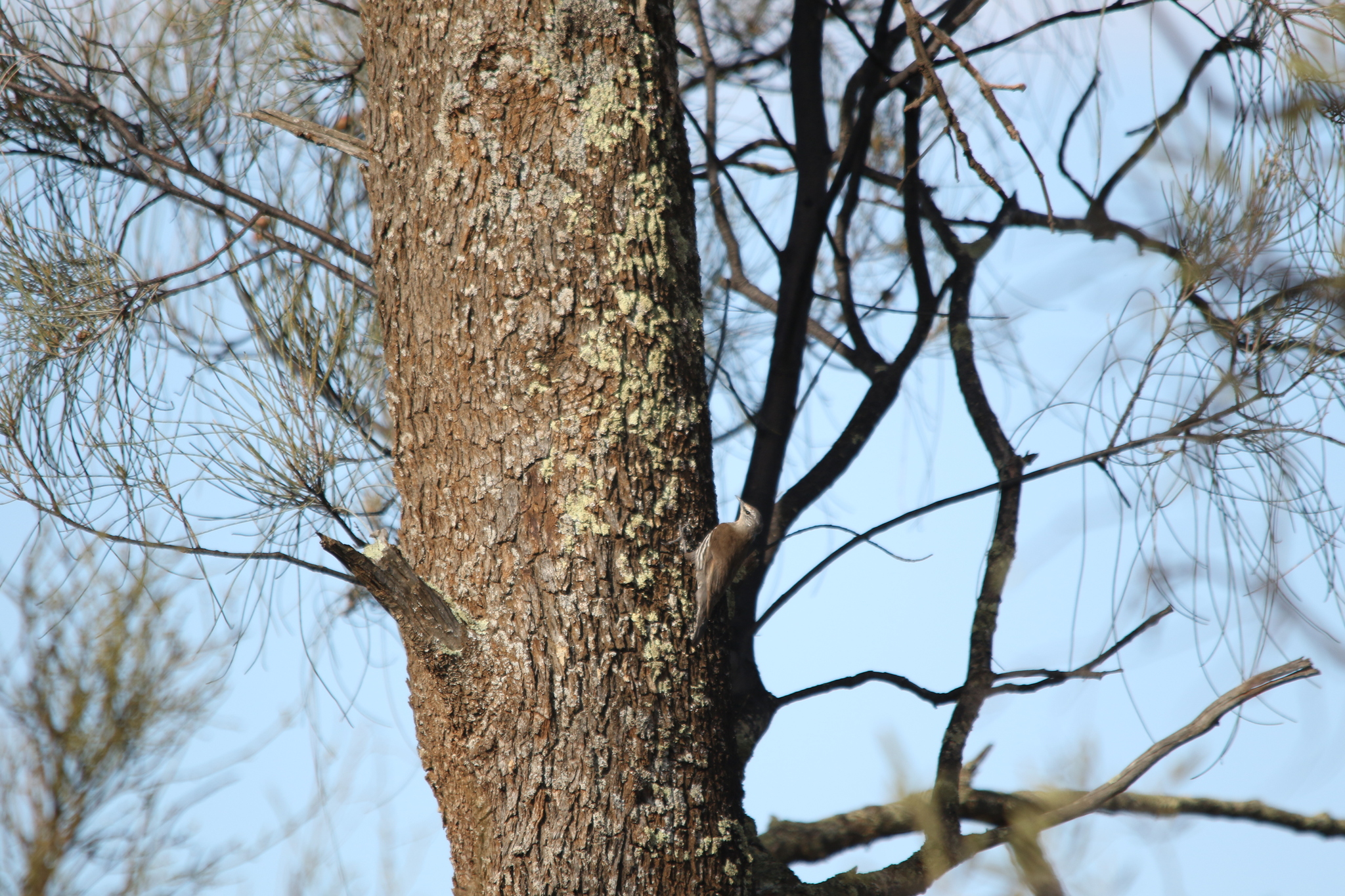 White-browed Treecreeper (Climacteris affinis), photo 8