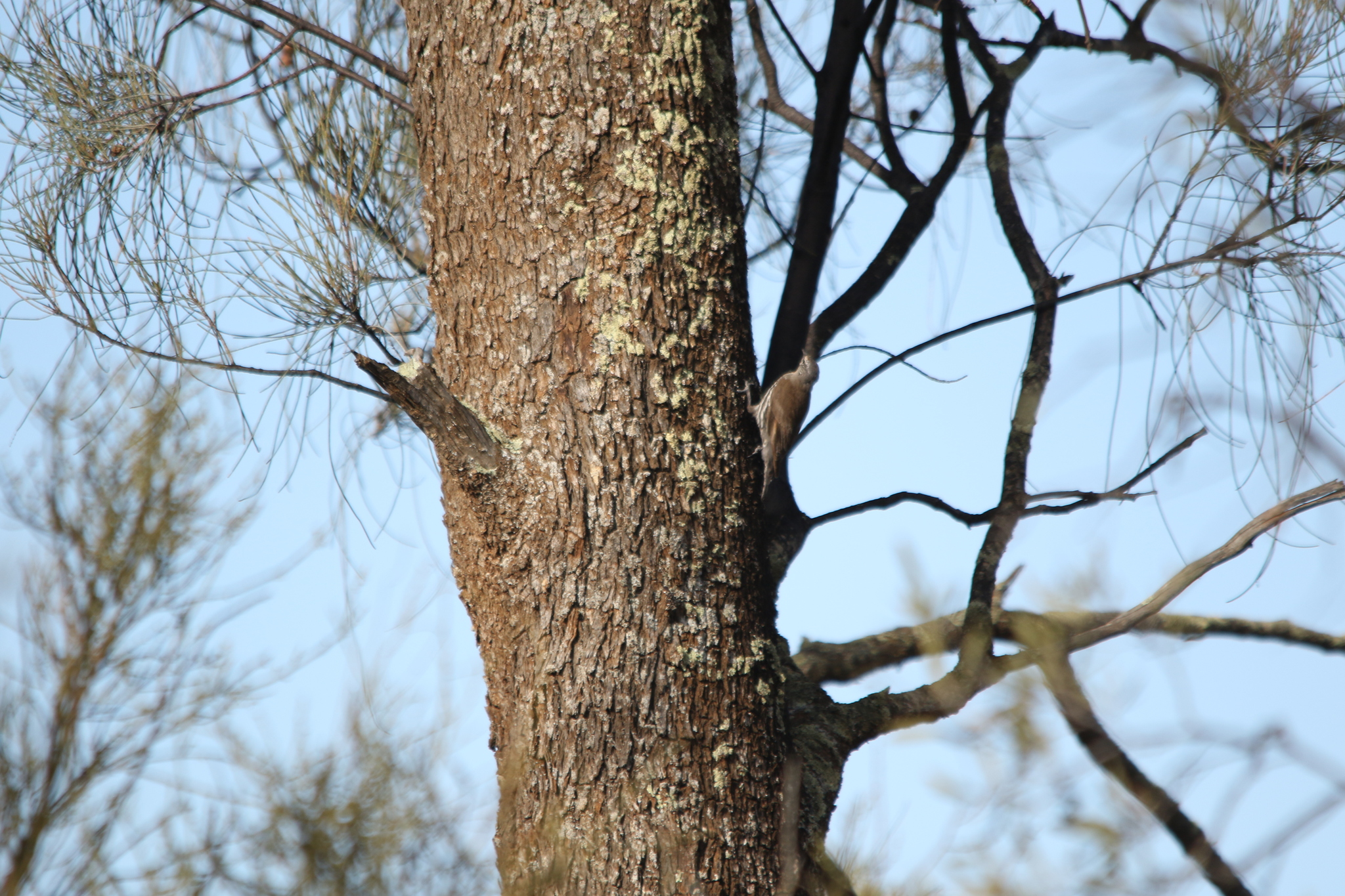 White-browed Treecreeper (Climacteris affinis), photo 7