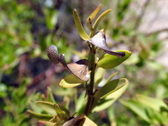 Prostanthera striatiflora