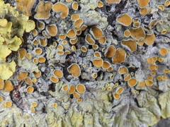 Xanthoria parietina