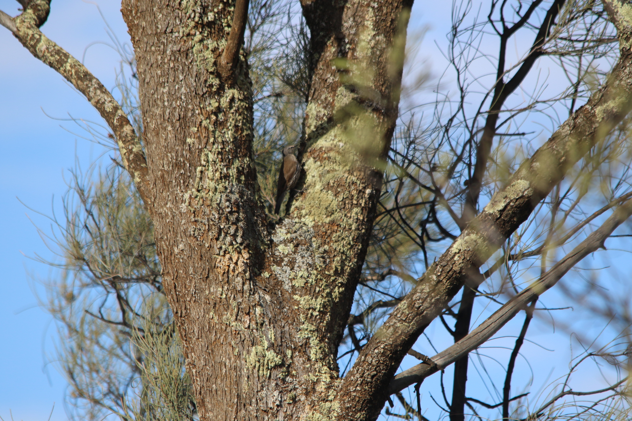 White-browed Treecreeper (Climacteris affinis), photo 9