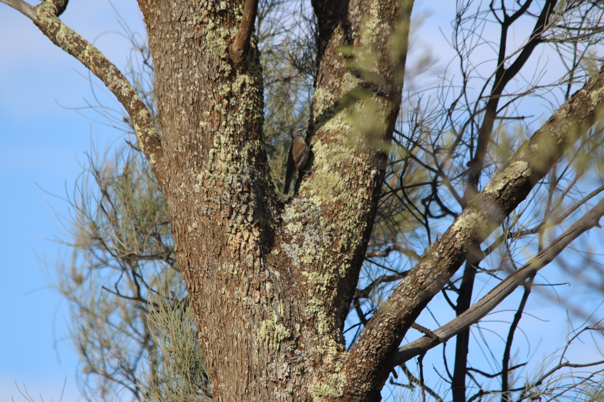 White-browed Treecreeper (Climacteris affinis), photo 10