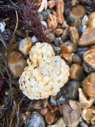 Buccinum undatum