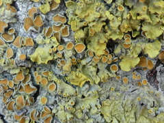 Xanthoria parietina
