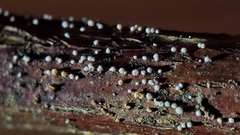 Capitotricha bicolor