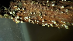 Capitotricha bicolor