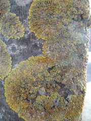 Xanthoria parietina