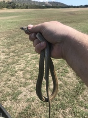 Cubophis cantherigerus
