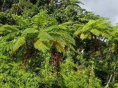 Cyathea arborea
