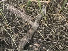 Cubophis cantherigerus