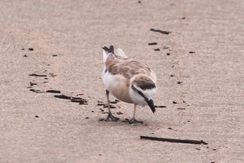 iNaturalist: (c) sokkie, some rights reserved (CC BY-NC) iNaturalist image