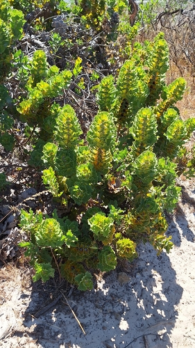 Royal Hakea (Hakea victoria)