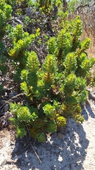 author not stated, no rights reserved Hakea victoria, photograph author not stated, no rights reserved