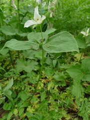 Trillium camschatcense