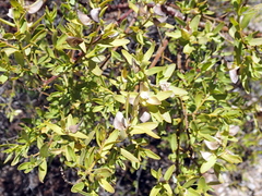 Prostanthera striatiflora