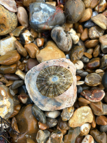 Patella vulgata