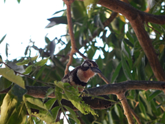 Hypnelus ruficollis