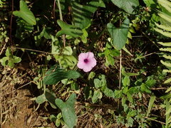 Ipomoea setifera