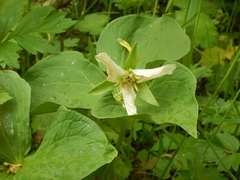Trillium camschatcense